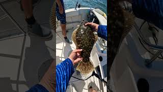 Barnegat Bay Flounder Fishing [upl. by Siurad]