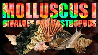 Mollusca I  Bivalves and Gastropods [upl. by Janeta430]