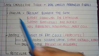 Loose connective tissues  areolar tissue location  adipose tissue location  reticular tissues [upl. by Jack]