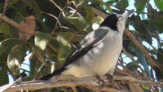 Grey butcherbird  Cracticus torquatus [upl. by Alad]