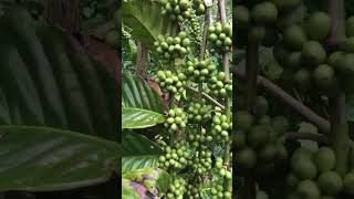 Coffee Plantation Coffee seeds🇮🇳🙌🏻 chikmagalur coffee plantation [upl. by Harat]