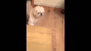 Dog tiptoeing into living room [upl. by Ellswerth]