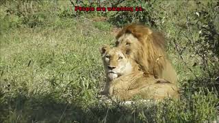 Mating Lions in Kruger National Park [upl. by Atteroc]