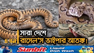 একে একে ৩৩ জেলায় ছড়িয়ে পড়েছে রাসেলস ভাইপার  Russells Viper  Snake  Ekhon TV [upl. by Ripley]