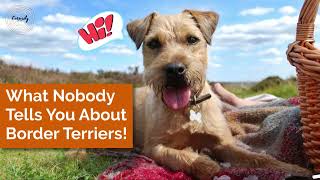 What Nobody Tells You About Border Terriers borderterrier [upl. by Enelyaj]