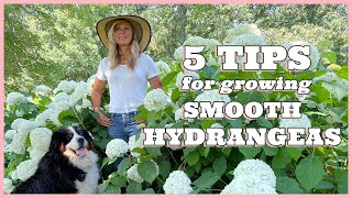 5 Tips for Growing Smooth Hydrangeas [upl. by Rodmann]