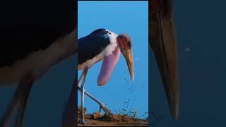 Marabou stork Birds life  wiled animal  Big bird 2024 [upl. by Algie430]