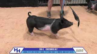 2865 CROSSBRED GILT  Heimer Hampshires Sept 23 2024 Sale [upl. by Abby805]