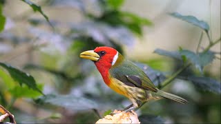 Redheaded Barbet in Ecuador [upl. by Homerus606]