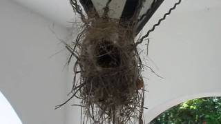 Sunbirds nest on a ceiling light  קינון של צופיות [upl. by Peisch]