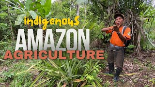 Enter the Chagra  Ticuna Indigenous Guide shows us Farming in the Amazon rainforest [upl. by Artenal]