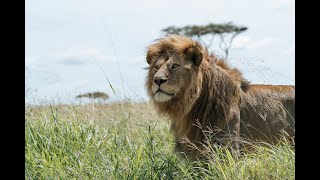 Tanzania  Land of the Lion Full documentary English [upl. by Maris]