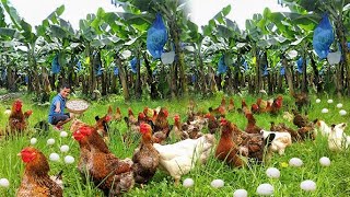 Brilliant Ideas for Raising FreeRange Chickens amp Ducks Using Banana Trunks as Chicken amp Duck Feed [upl. by Eardnoed110]