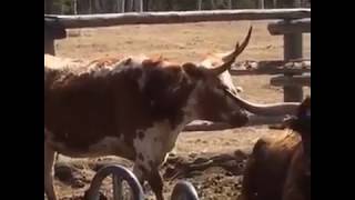 Une vache à longue corne en confiance  A longhorn cow with self confidence [upl. by Trebmal]