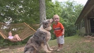 A Pet Dog Saved This Couples Toddler From a Snake Attack [upl. by Sioled]