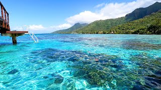 Tropical Background Video From The Mountains of Moorea [upl. by Wanda]