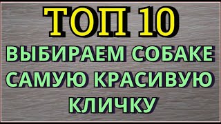 Клички для собак Имена для собак щенков Как назвать собаку Как назвать щенка ВИДЕО ПРО СОБАК [upl. by Teevens]