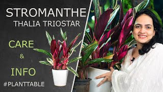 Stromanthe Thalia Triostar Care amp Info  Plant table  Indoor plants [upl. by Eberle199]