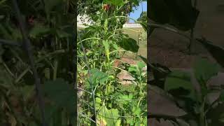 Out with the sunflowers make room for the tithonia for September Monarchs [upl. by Brandyn]