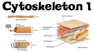 Cytoskeleton structure and function 1  actin microtubules and intermediate filaments [upl. by Atsyrhc]