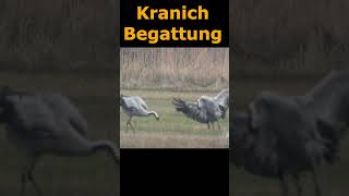 Kranich Begattung Linum crane copula berlin birding wildlifephotography kranich crane [upl. by Aelanna509]