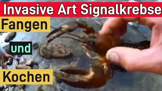 Invasive Fluss SignalKrebse in der Traun Österreich SELBST FangenKochenEssen SAU LECKER  BFampM [upl. by Ordisi427]