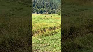 Elk Herd Reedsport OR elk bulls herd oregon outdoors nature wildlife wild animals [upl. by Irb379]