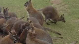 Wallabies Yorkshire wildlife park [upl. by Keir]