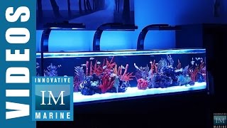 Innovative Marine NUVO SR Series 60 80 amp 120 Gallon Aquarium [upl. by Ettenhoj]