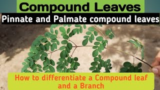 Compound leaves amp its typesPinnate vs palmate compound leaves pinnatepalmatecompoundleaves [upl. by Warder]