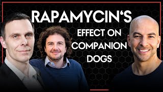 Testing rapamycin in companion dogs  Peter Attia David Sabatini amp Matt Kaeberlein [upl. by Acimat]