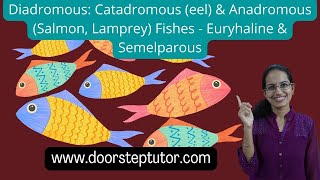 Diadromous Catadromous eel amp Anadromous Salmon Lamprey Fishes  Euryhaline amp Semelparous [upl. by Thorsten]