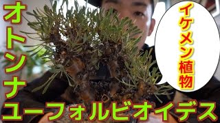 【植物紹介】オトンナ・ユーフォルビオイデスを紹介してみた【オトンナ】 [upl. by Trev]