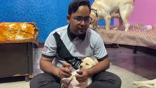 Deworming of Dog  45 days old Puppy Skyworm Drontalpuppy DrontalPlus [upl. by Ztnarf]