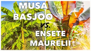 Musa Basjoo vs Ensete Ventricosum Maurelii  How to Grow Banana Plants in UK Tropical Gardens [upl. by Bathsheba883]