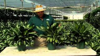 Aglaonema Care Instructionsavi [upl. by Ewolram]