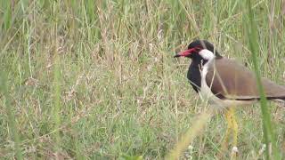 RedWattled Lapwing [upl. by Streetman749]