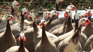 Hechos del Agro  Crianza de gallinas de guinea [upl. by Delisle943]