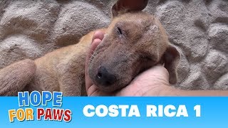 Hope For Paws dog rescue mission in Costa Rica Please share puppy [upl. by Acinoryt]