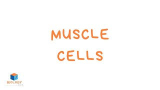 Muscle Cells KS3 Specialised Cells  Muscle Cell Adaptations [upl. by Layne]