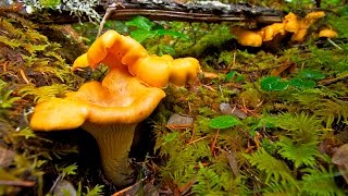 Grants Getaways Chanterelle Mushroom Recipes [upl. by Airym633]