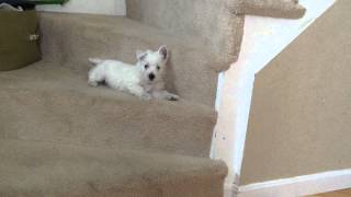 West Highland Terrier puppy barking on the stairs [upl. by Neved]