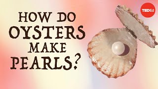 How do oysters make pearls  Rob Ulrich [upl. by Slosberg548]