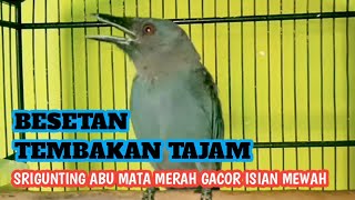 MATERI SADIS‼️SRIGUNTING ABU MATA MERAH ISIAN TEMBAKAN PERIH [upl. by Sihon]