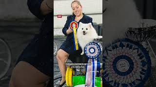 Was ist Doghandling  Impact  SRF shorts DogHandling Hundeshow [upl. by Aan]