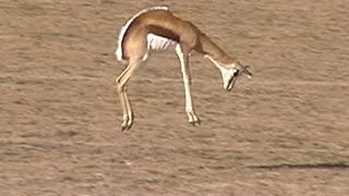 Springboks pronking in Kgalagadi Transfrontier Park [upl. by Ellerehc534]