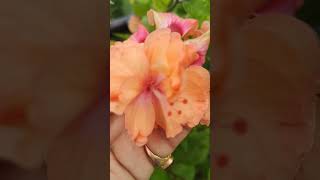 Peach colour double petal hibiscus 🌺Hibiscus El Capitolio Tequila Sunriseorangehibiscus song yt [upl. by Haimrej423]