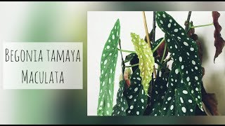 BEGONIA TAMAYA MACULATA TOUT SAVOIR DE A  Z [upl. by Atekin]