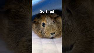 Rus Hump Day vibe Perpetually tired 😪 shorts guineapig guineadad [upl. by Etteloiv]