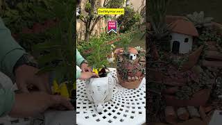 Arranging flowering plants in pots  Spring Containers shorts [upl. by Hendricks]